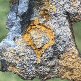 Trochocystites bohemicus